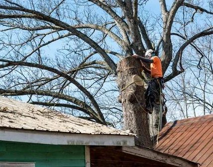 Experienced Tree Trimming Service at Competitive Rates