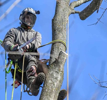 Janesville Tree Care Specialists for All Property Types