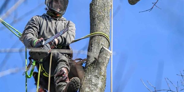 Janesville Tree Care Specialists for All Property Types