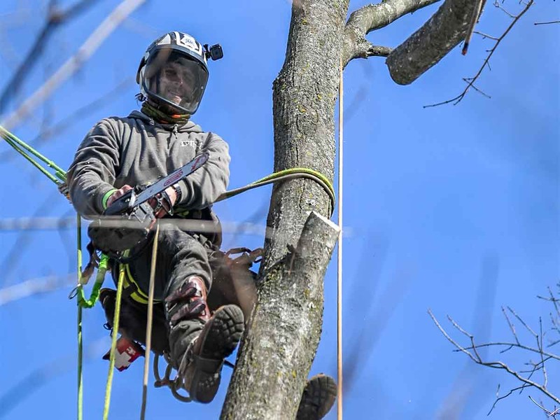 Janesville Tree Care Specialists for All Property Types