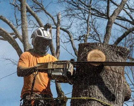 Reliable Tree Removal Company Near Me for Safe & Fast Service
