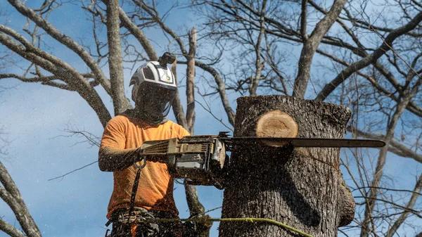 Reliable Tree Removal Company Near Me for Safe & Fast Service