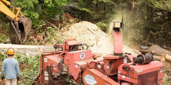 Affordable Tree Service Near Me Serving Lake Geneva & Surrounding Areas