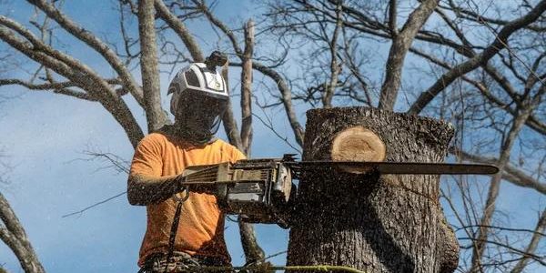 Discover Wiese Tree Service LLC for Professional Tree Care Solutions