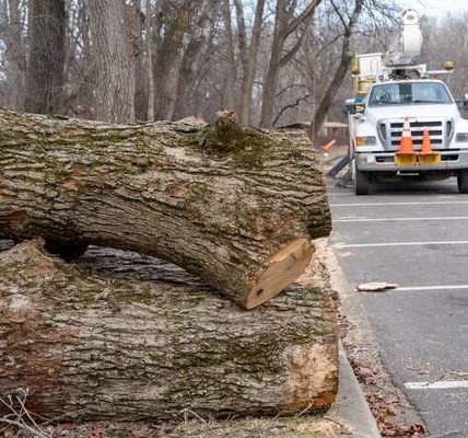 Madison Tree Pruning Experts for Residential and Commercial Needs