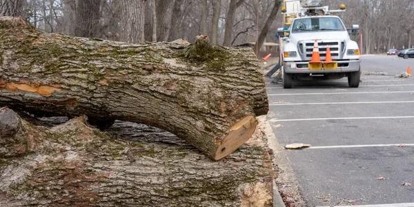 Madison Tree Pruning Experts for Residential and Commercial Needs