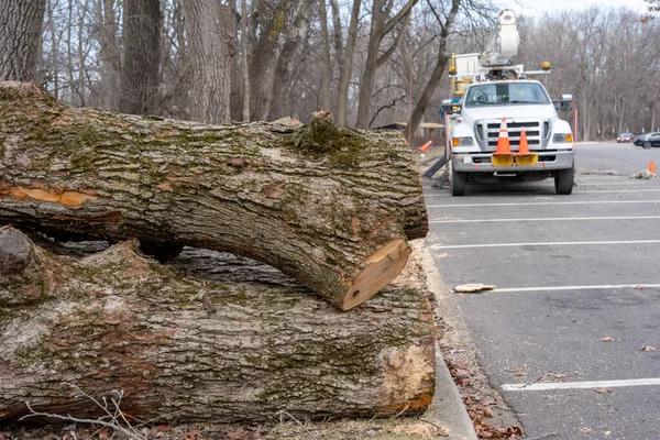 Madison Tree Pruning Experts for Residential and Commercial Needs