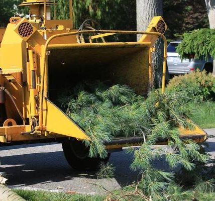 Complete Tree Removal Service Mobile for Every Landscape