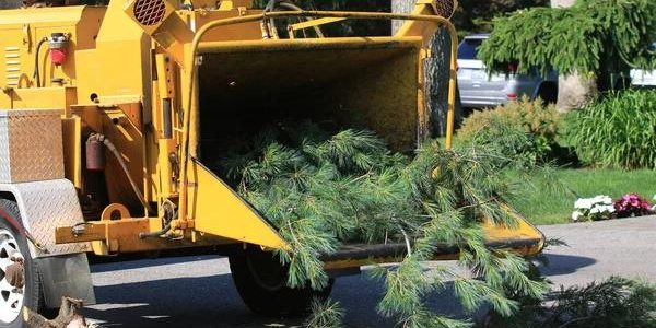 Complete Tree Removal Service Mobile for Every Landscape