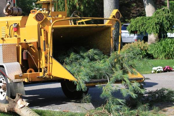 Complete Tree Removal Service Mobile for Every Landscape