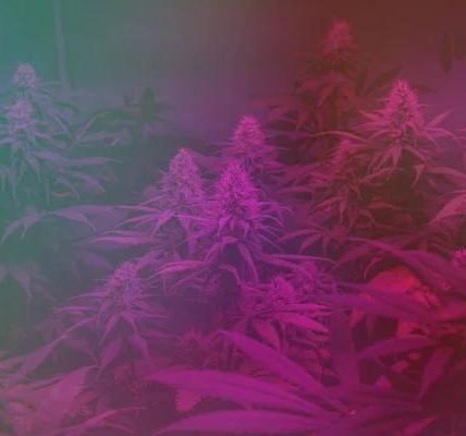 Austin THCA Shopping Tips for First Time Buyers