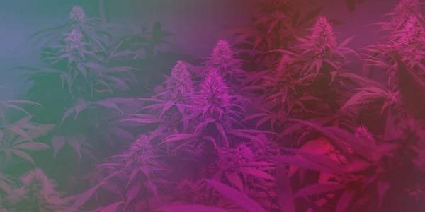 Austin THCA Shopping Tips for First Time Buyers