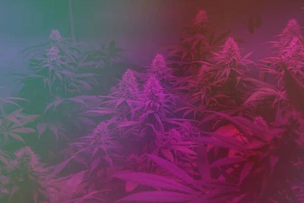 Austin THCA Shopping Tips for First Time Buyers