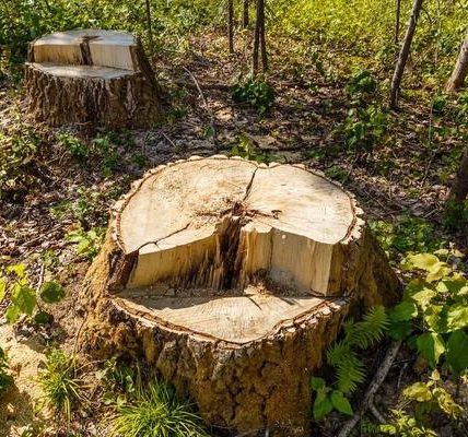 How Stump Grinding Creates the Perfect Foundation for Fence Installation