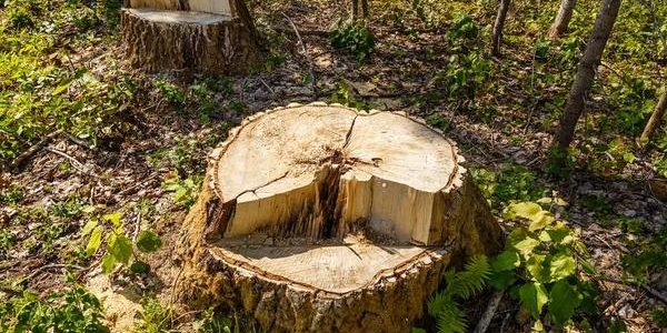 How Stump Grinding Creates the Perfect Foundation for Fence Installation