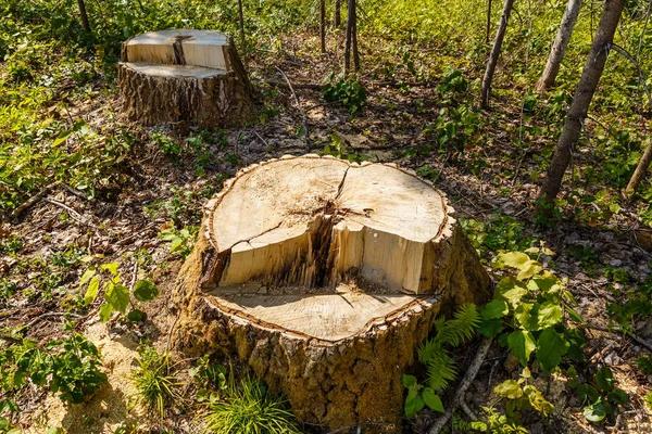 How Stump Grinding Creates the Perfect Foundation for Fence Installation