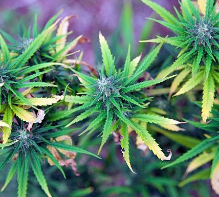 THCA Flower vs THC Vape Disposables Which One Fits Your Lifestyle