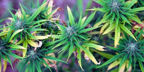 THCA Flower vs THC Vape Disposables Which One Fits Your Lifestyle