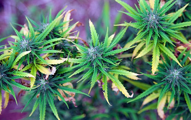 THCA Flower vs THC Vape Disposables Which One Fits Your Lifestyle